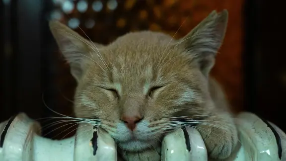 Warmth and comfort at home