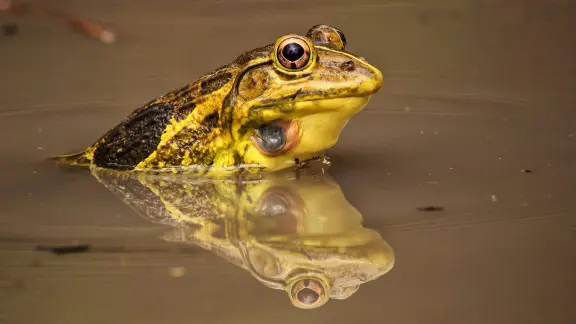 So you don't feel like a frog in water